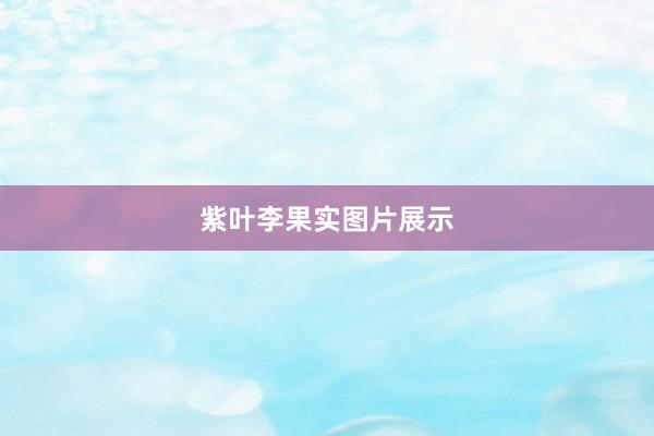 紫叶李果实图片展示